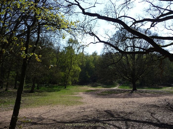 005bb Kinver - Woods at the bottom of Kinver Edge