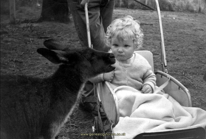 Mark Colin Dodd - Meeting his first Kangaroo - Healsville, Victoria, Australia - 1963
