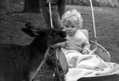 Mark Colin Dodd - Meeting his first Kangaroo - Healsville, Victoria, Australia - 1963