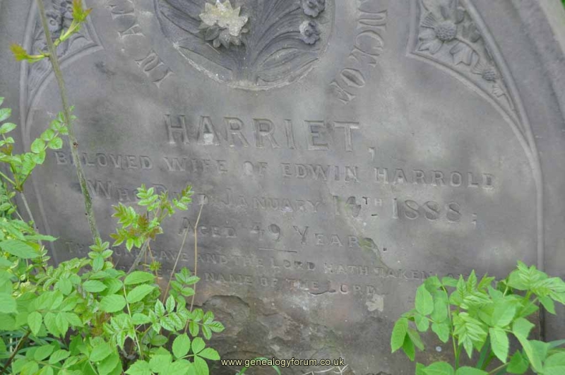 Harrold - Harriet