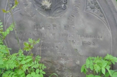 Harrold - Harriet