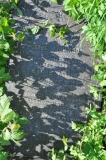 Johnson - George, Georgina