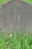 Allen - Adam