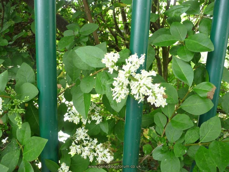 (8) Privet in flower