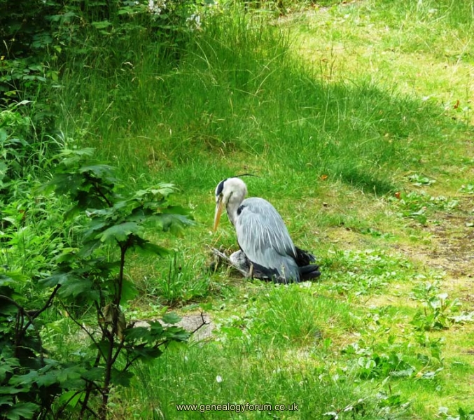 (9) Heron