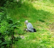 (9) Heron