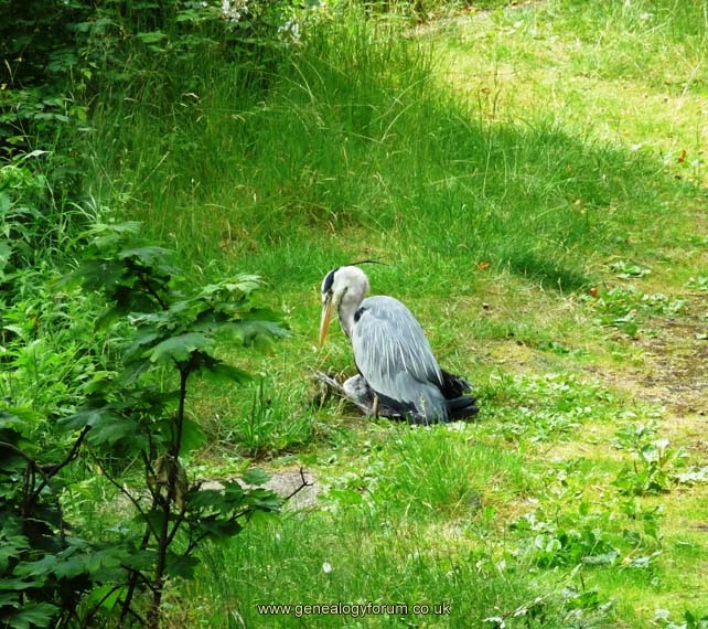 Heron