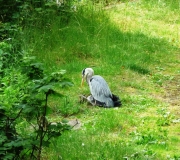 Heron