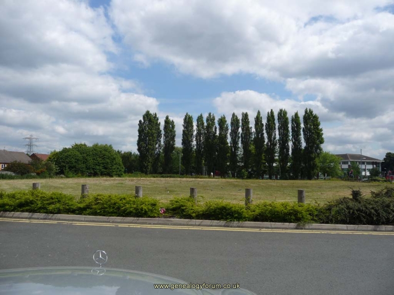 Poplars