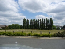 Poplars
