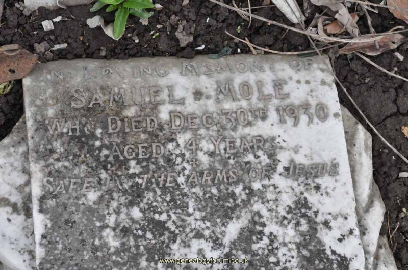 Mole - Samuel