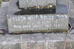 Bird - Joseph Whitehouse