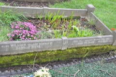 Rose 1 - William