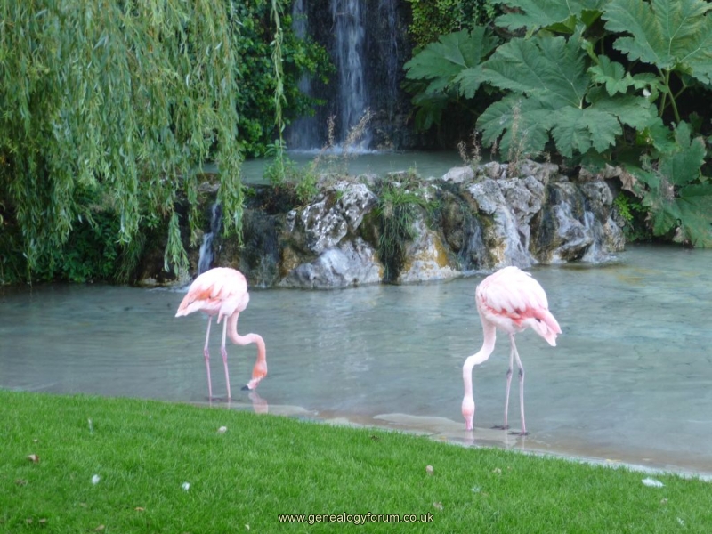 Dudley - Zoo (Flamingoes)