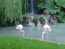 Dudley - Zoo (Flamingoes)