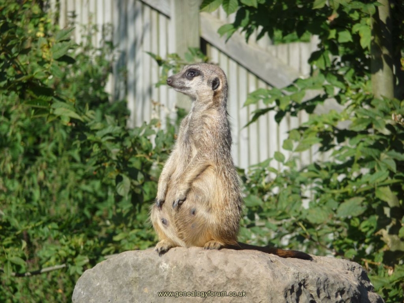 Dudley -Zoo (Meerkat Sentry)