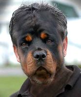 tn_dogface.jpg