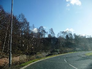 3. Nature returns to the edge of Coombes Wood S.jpg