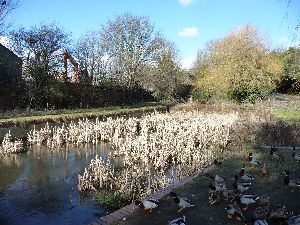 7. The Lapal Canal and its well fed ducks S.jpg