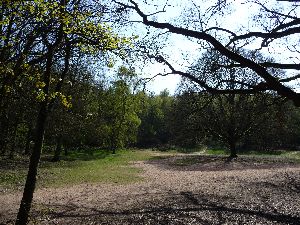 Woods at the foot of Kinver Edge S.jpg