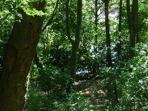 Steep slope to Edale lake from Bury Hill Park.jpg