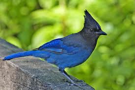Stellers jay