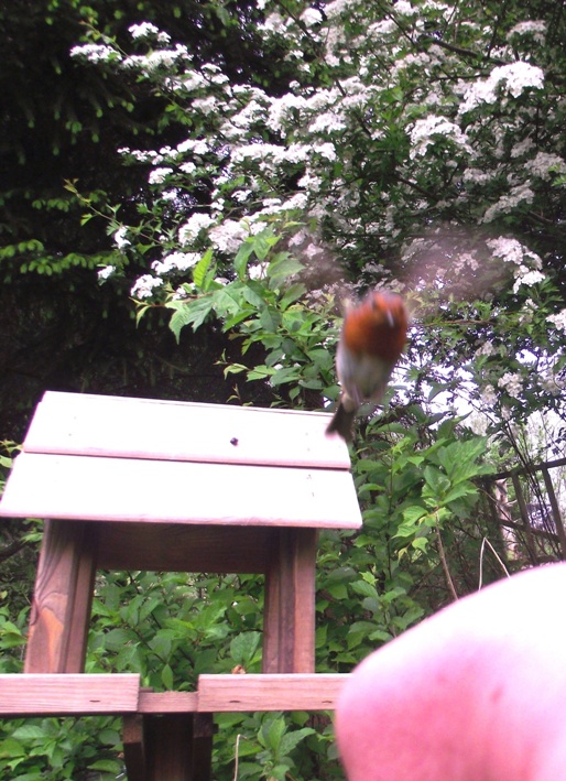 Here he is just coming into land, the camera is resting on my inner arm, which is why my hand looks huge.