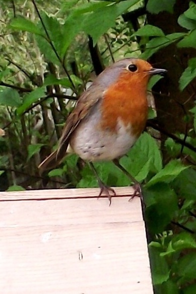 2010_0620EasterRobin0021.JPG