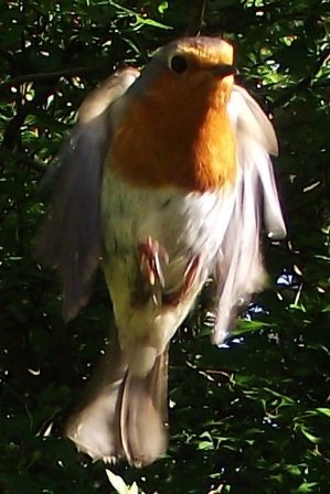 2010_0721robin0006.JPG