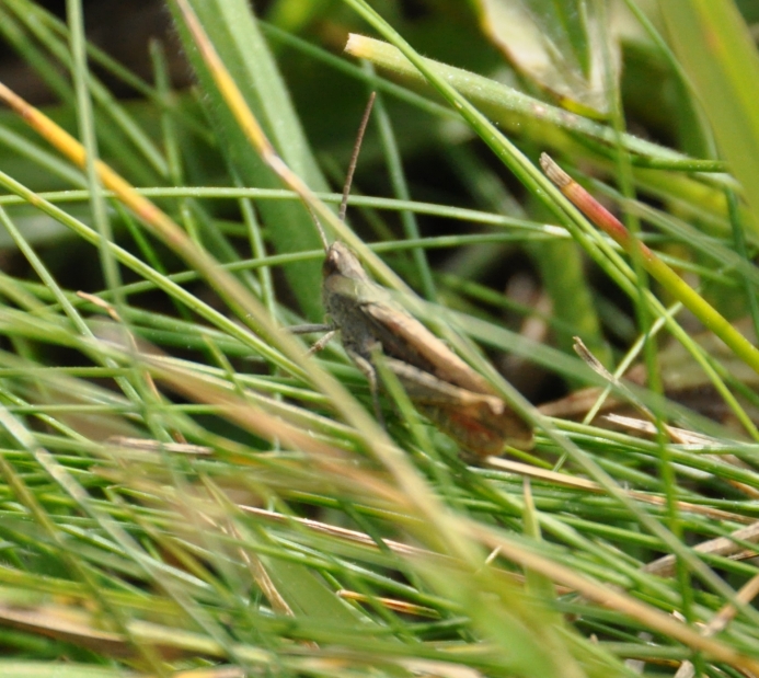 grasshopper.jpg