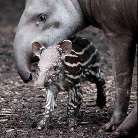 Tapir.jpg