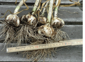 Icelandic garlic